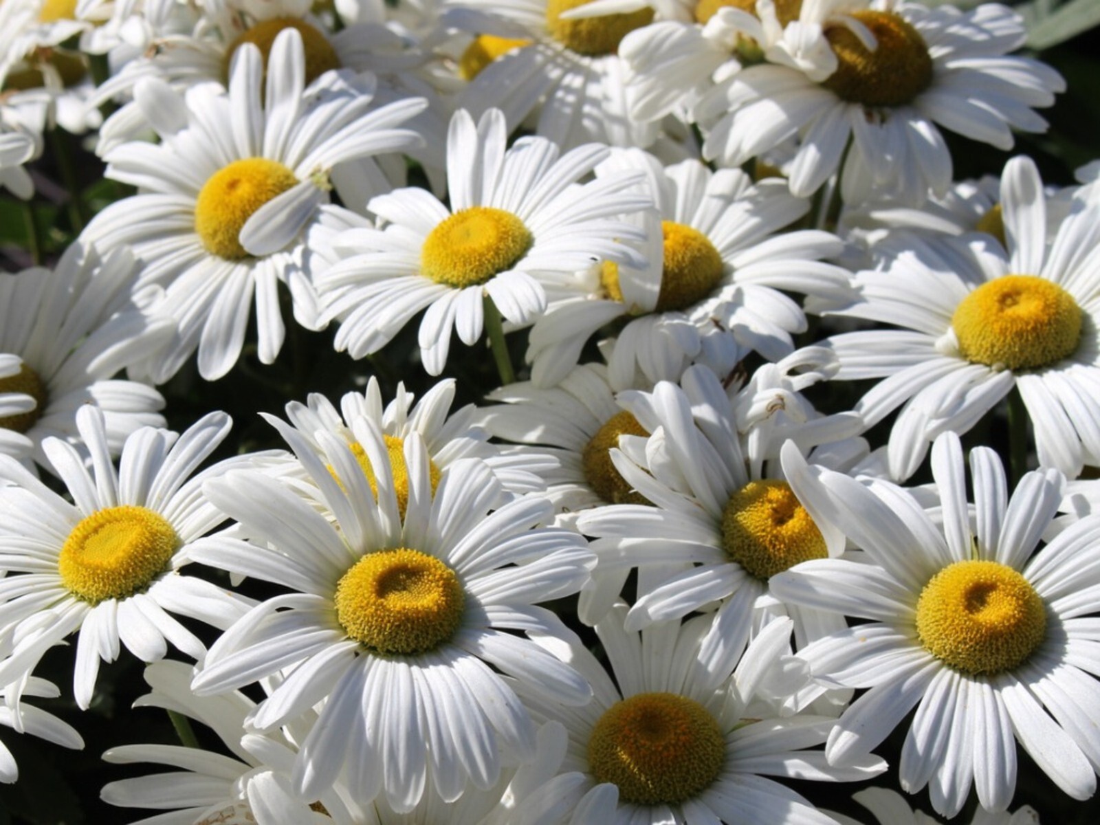 100 Seeds| Shasta Daisy Seeds #N009