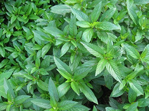 Peppermint Great Garden Herb By Seed Kingdom 1,000 Seeds