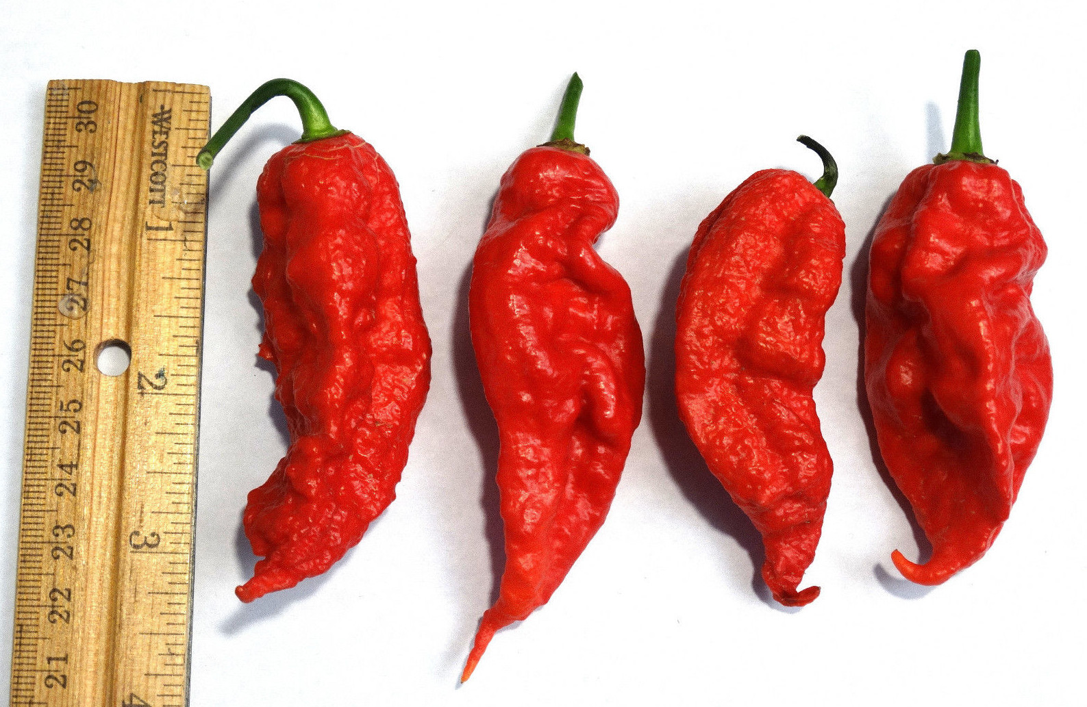 OVER 30+ JAYS RED GHOST PEPPER SEEDS SUPER HOT! GROW INSTRUCTIONS INCLUDED 2022