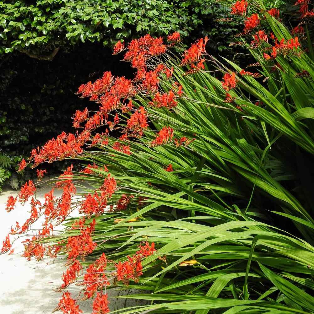 100 Seeds Crocosmia Flower Seeds – Crocosmia Paniculata