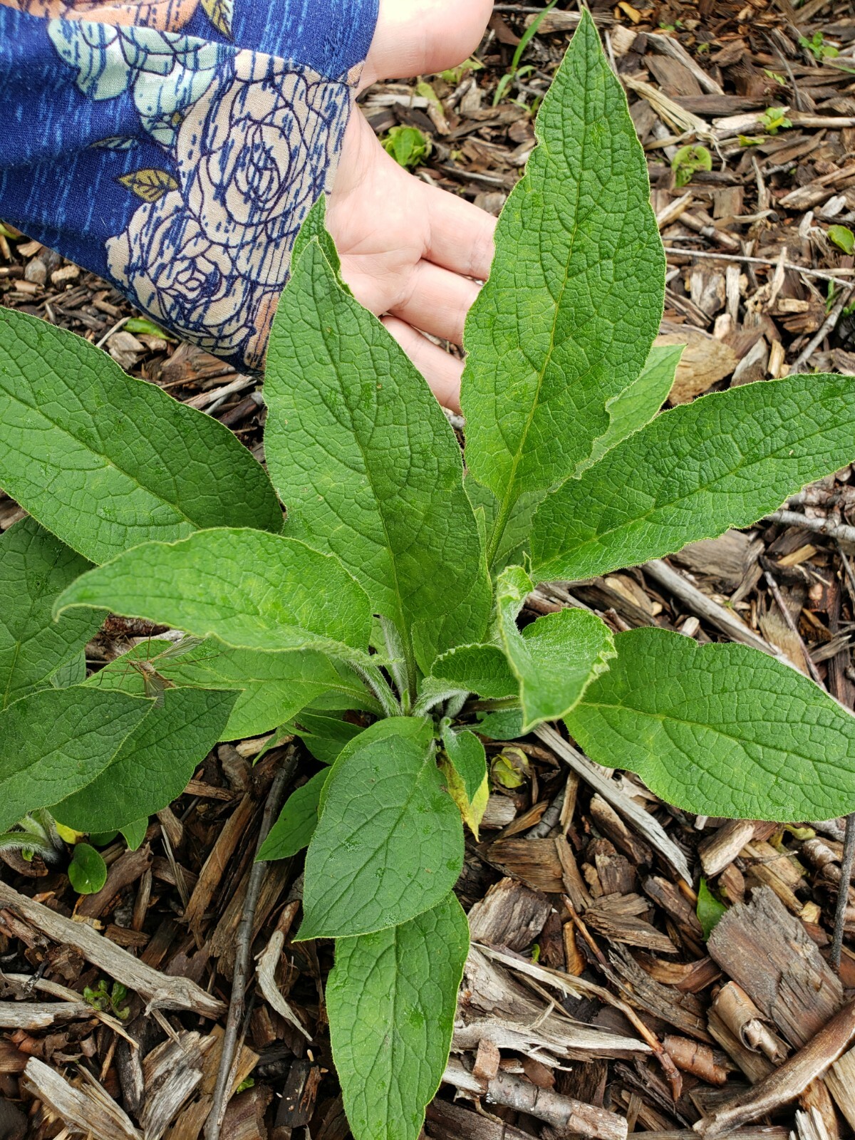 5 organic COMFREY Bocking 14 plants [not just roots] Healthy & Healing Herb