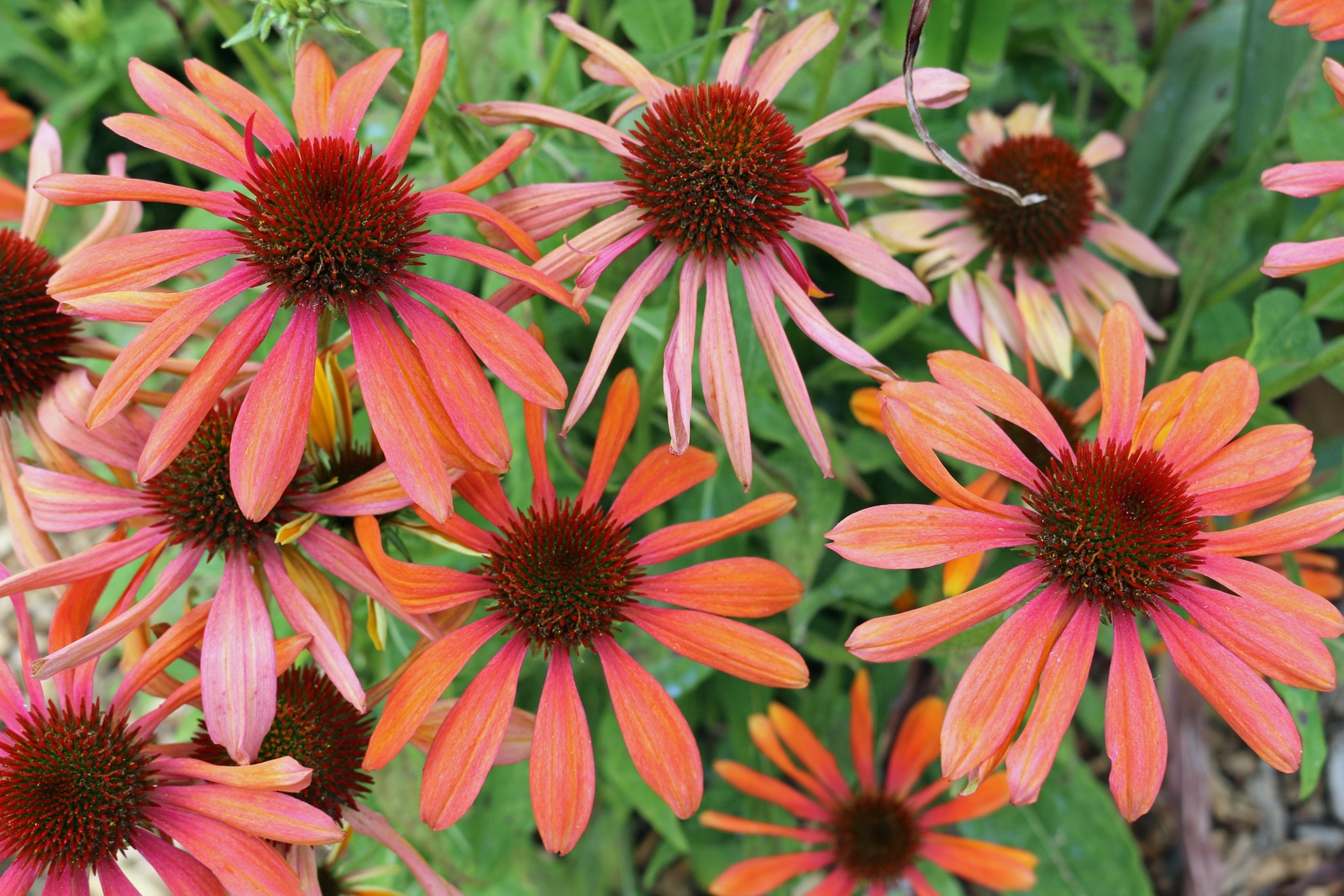 25 CHEYENNE SPIRIT CONEFLOWER Echinacea Orange Red Yellow Purp Pink Flower Seeds