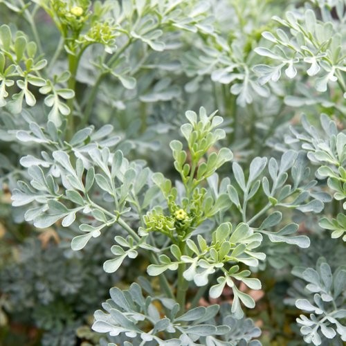 Rue 150 Seeds (Ruta Graveolens) Heirloom – Non GMO – Open Pollinated