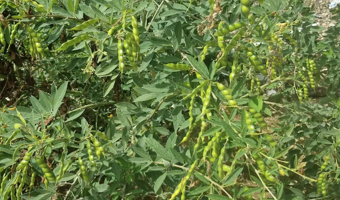 30 Gandules seeds, Pigeon Peas, Cajanus Cajan, High Quality seeds, NON-GMO