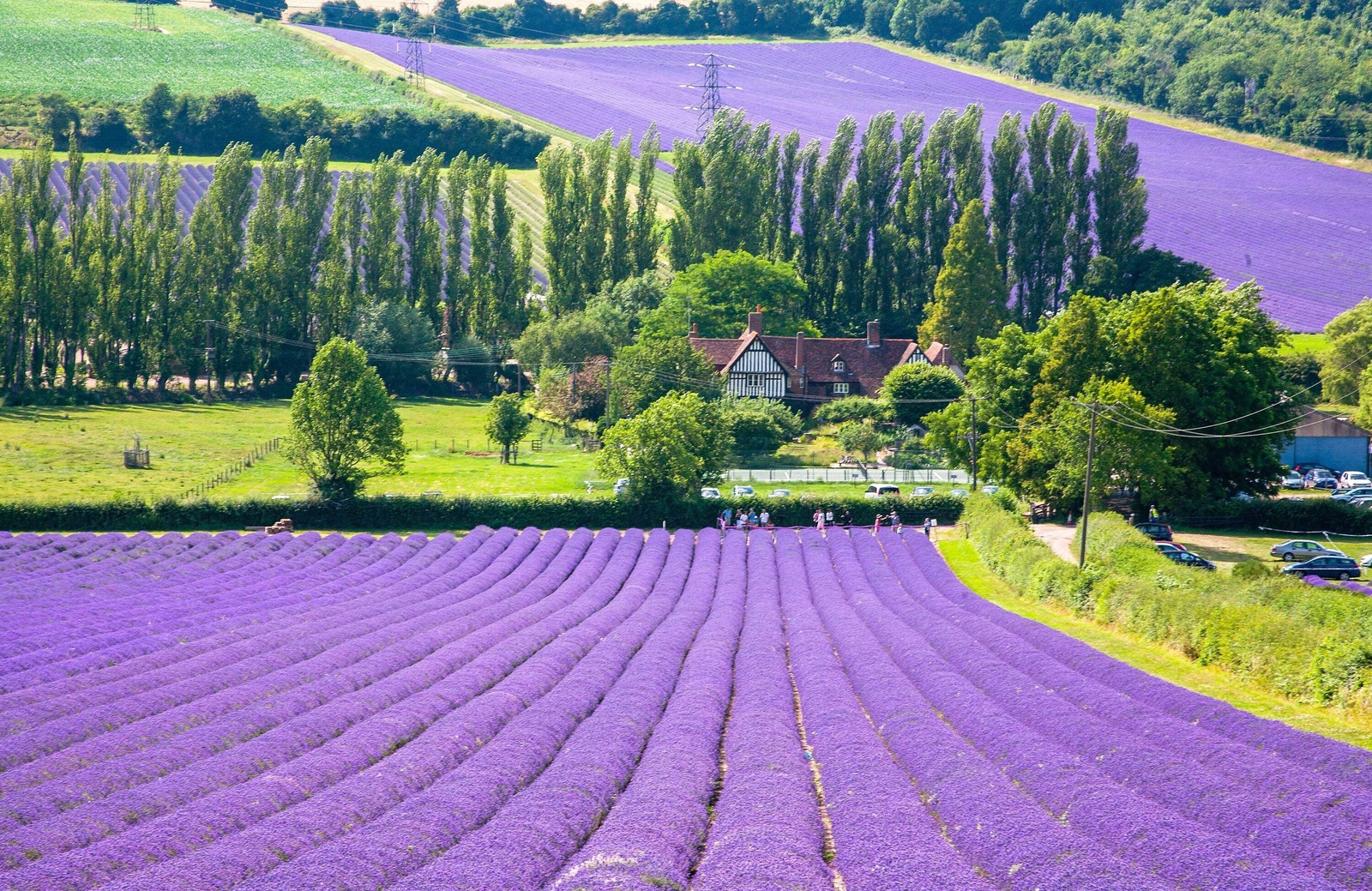 20 DWARF MUNSTEAD LAVENDER English Lavandula Angustifolia Flower Herb Seeds