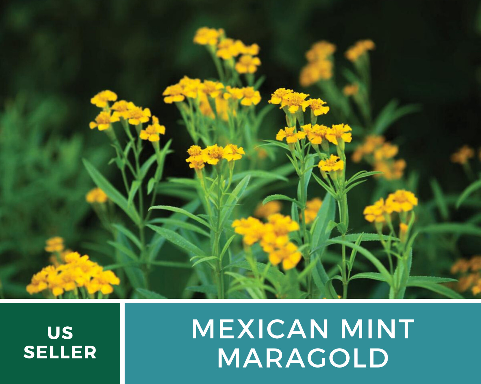 Mexican Mint – 50 Seeds – Medicinal & Culinary Herb (Tagetes lucida)