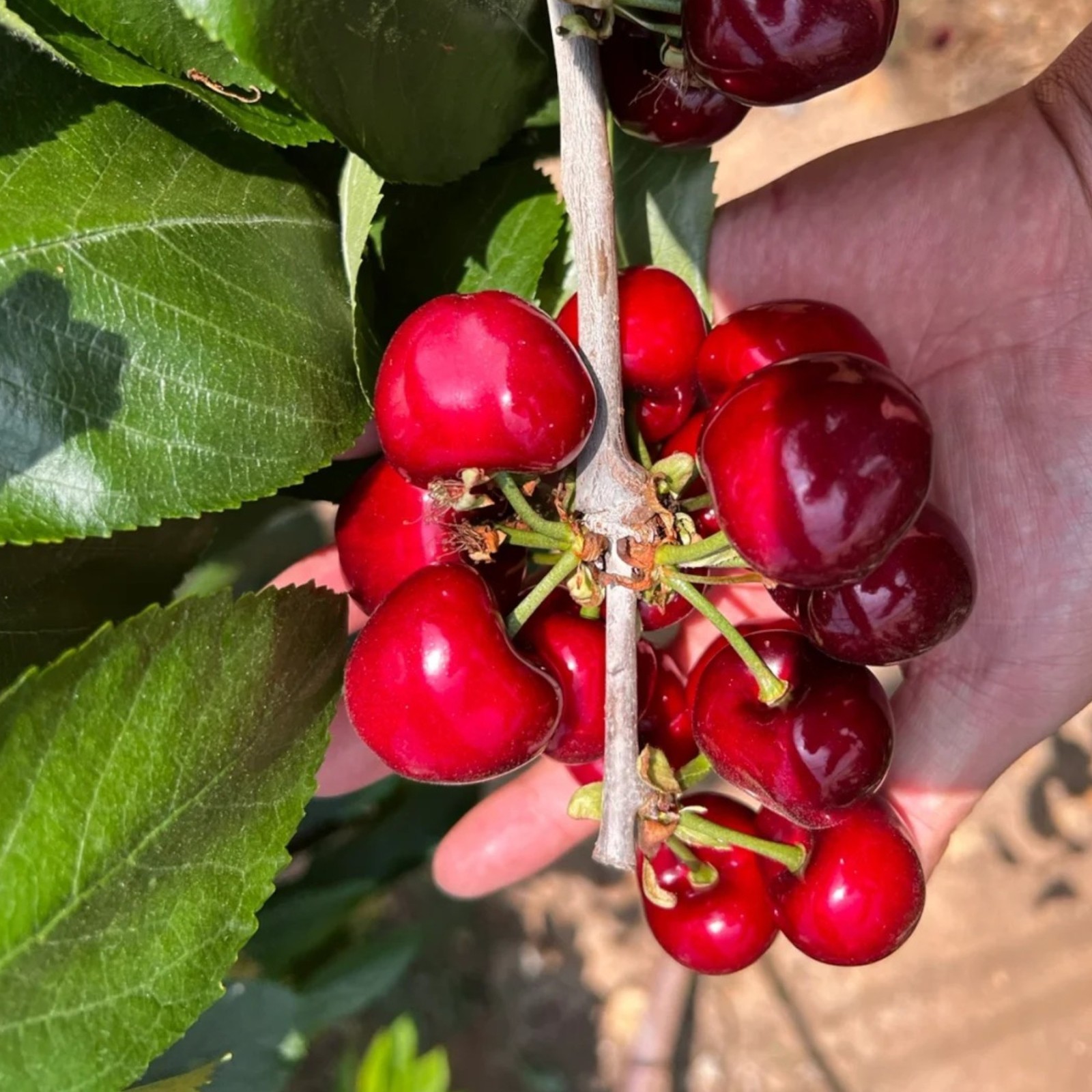 30 Sweet Cherry Seeds – Juicy Red Cherries for Home Orchards & Backyard Gardens
