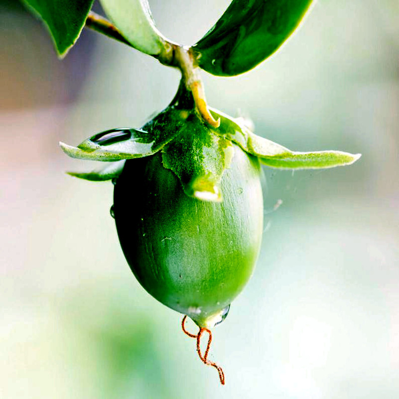 JOJOBA TREE SEEDS (Simmondsia chinensis) Medicinal Fruit Oil Goat Nut Plant RARE