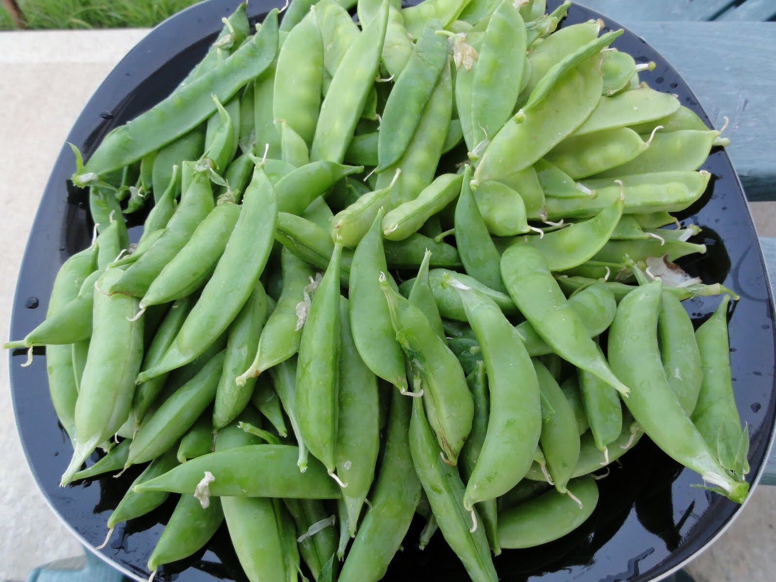 Peas – Sugar Snap – Sugar Ann, Pisum sativum