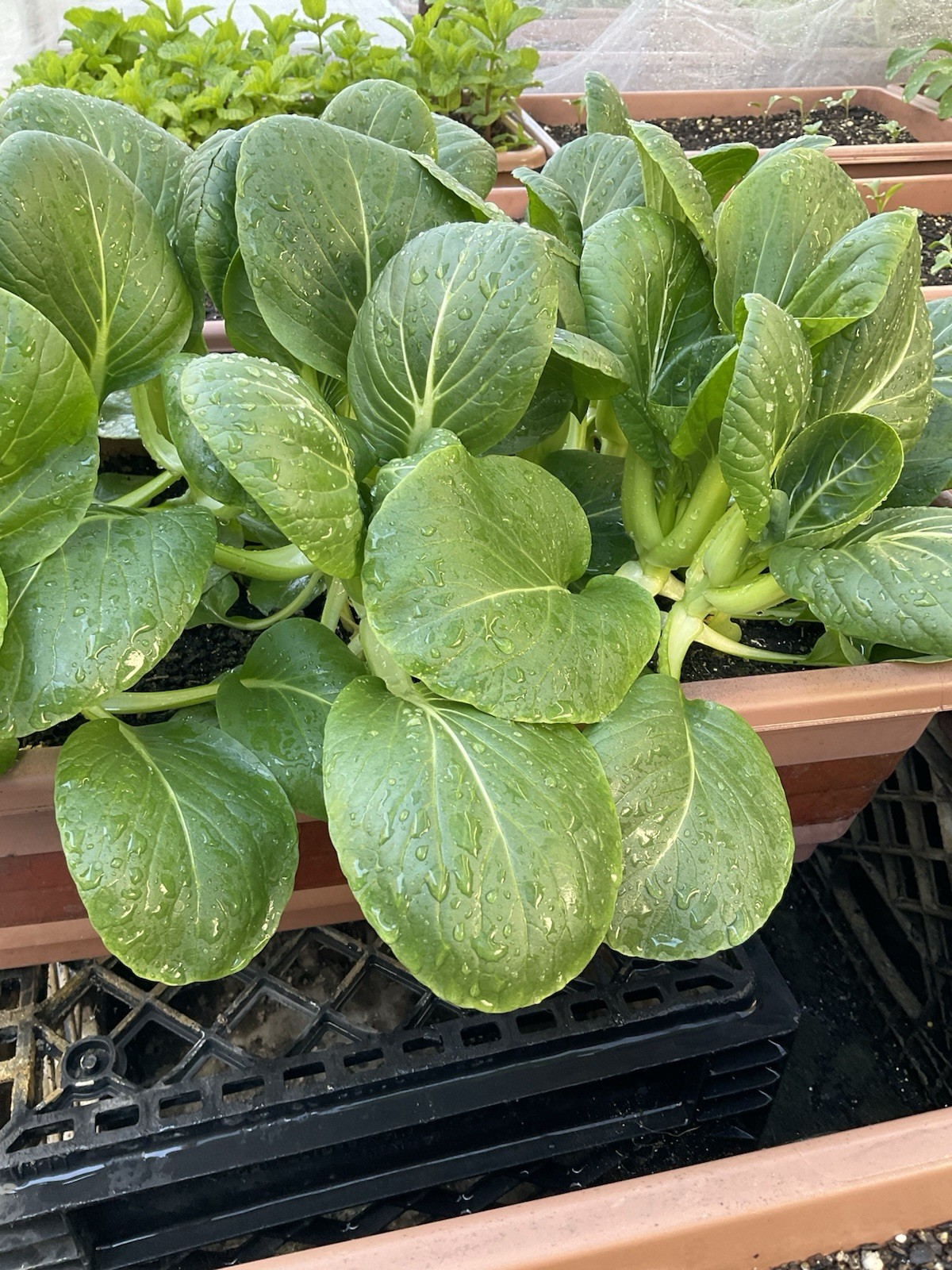 asia suzhou bokchoy seeds, organic (500 seeds)