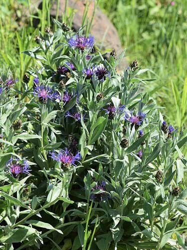 Centaurea montana | Mountain Bluet | Bachelor’s Button | 10 Seeds