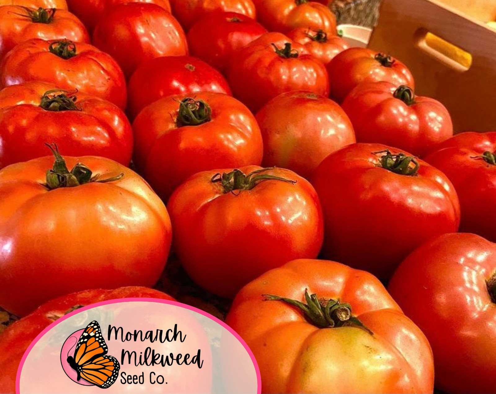 500+ Tomato Seeds ‘Beefsteak’ | Heirloom, Non-GMO, Vegetable Gardening Seeds