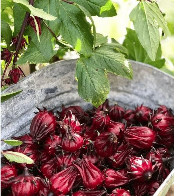 Roselle/Jamaican Sorrel (Hibiscus sabdariffa) – 30 FRESH SEEDS – Non-GMO