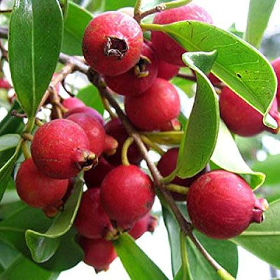 50+ Strawberry Guava Seeds for Garden Planting – USA – FREE SHIPPING!