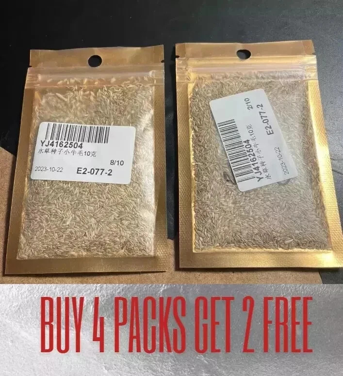 (2 Pack) Zenith Zoysia Grass Seed – More Than 10,000 Seeds! for Lush Lawn Growth
