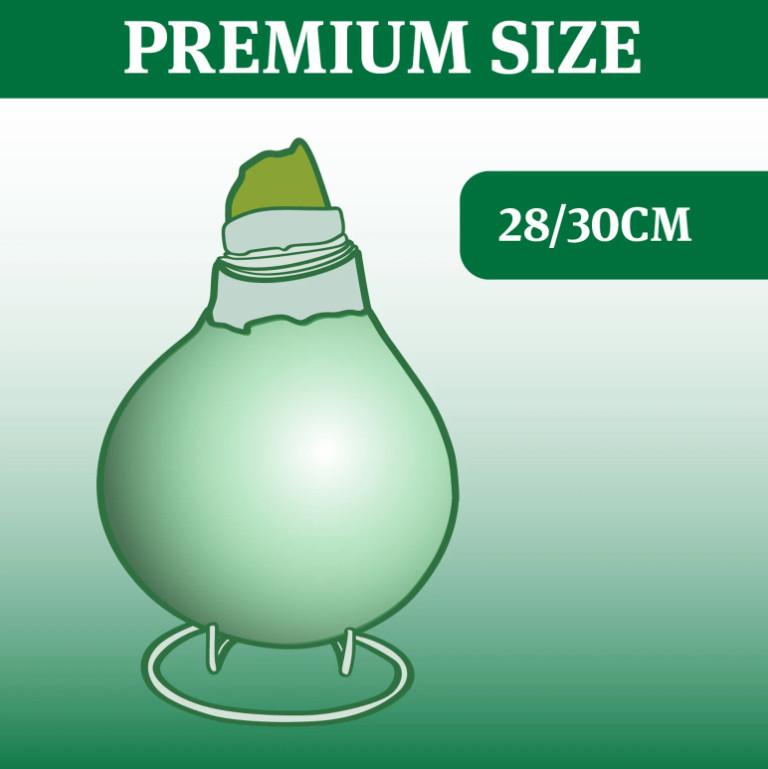Silver Waxed Amaryllis Bulb with Stand, Live Indoor Blooming Plant