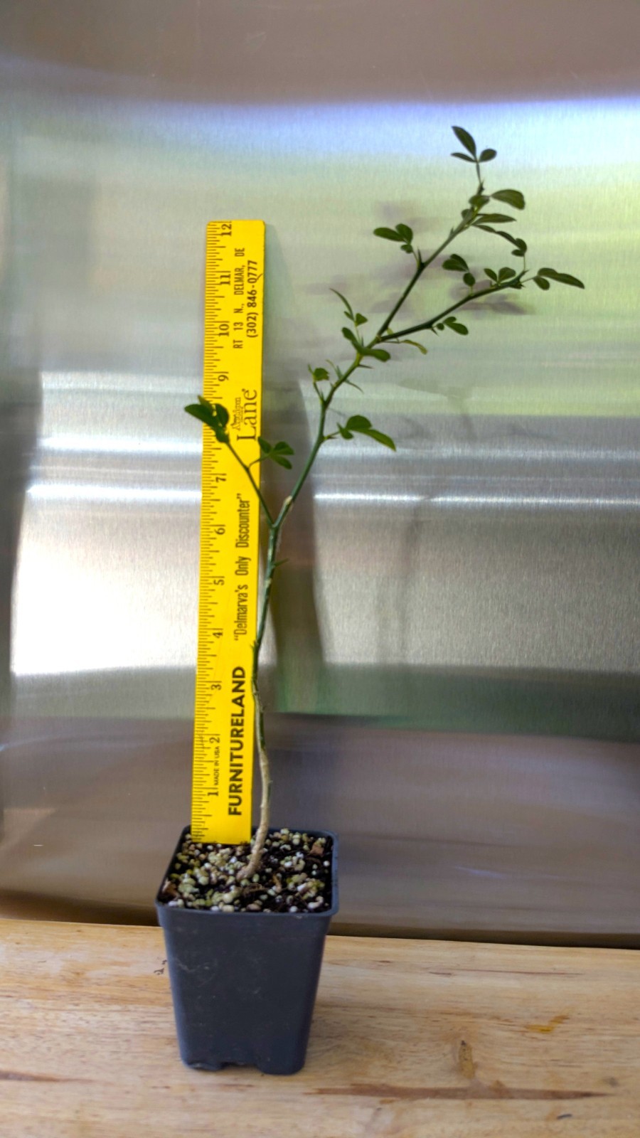 Hardy Orange Live Tree seedling (1 feet tall, 1 Qt pot) Citrus trifoliata