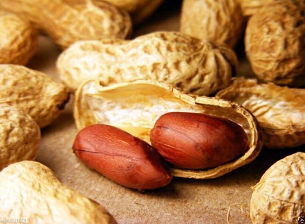 Champ Peanut Seeds (Shell) Early Maturing Virginia-Type Peanut