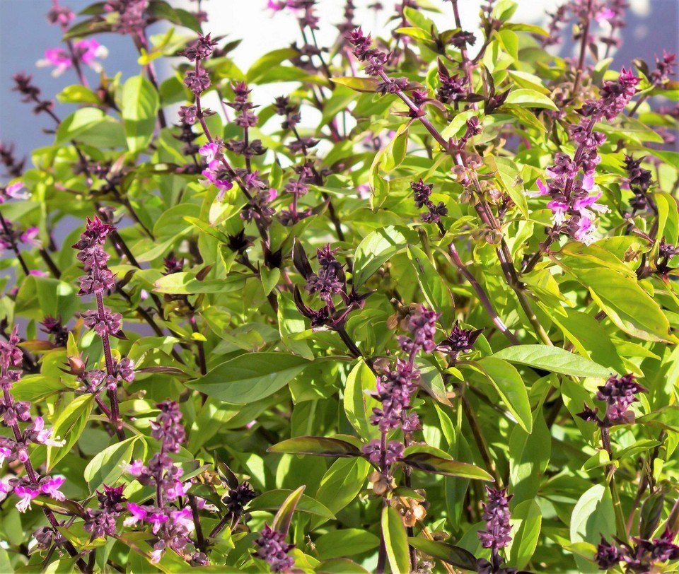 Lemon Mint Seeds Organic Non GMO Free Shipping!