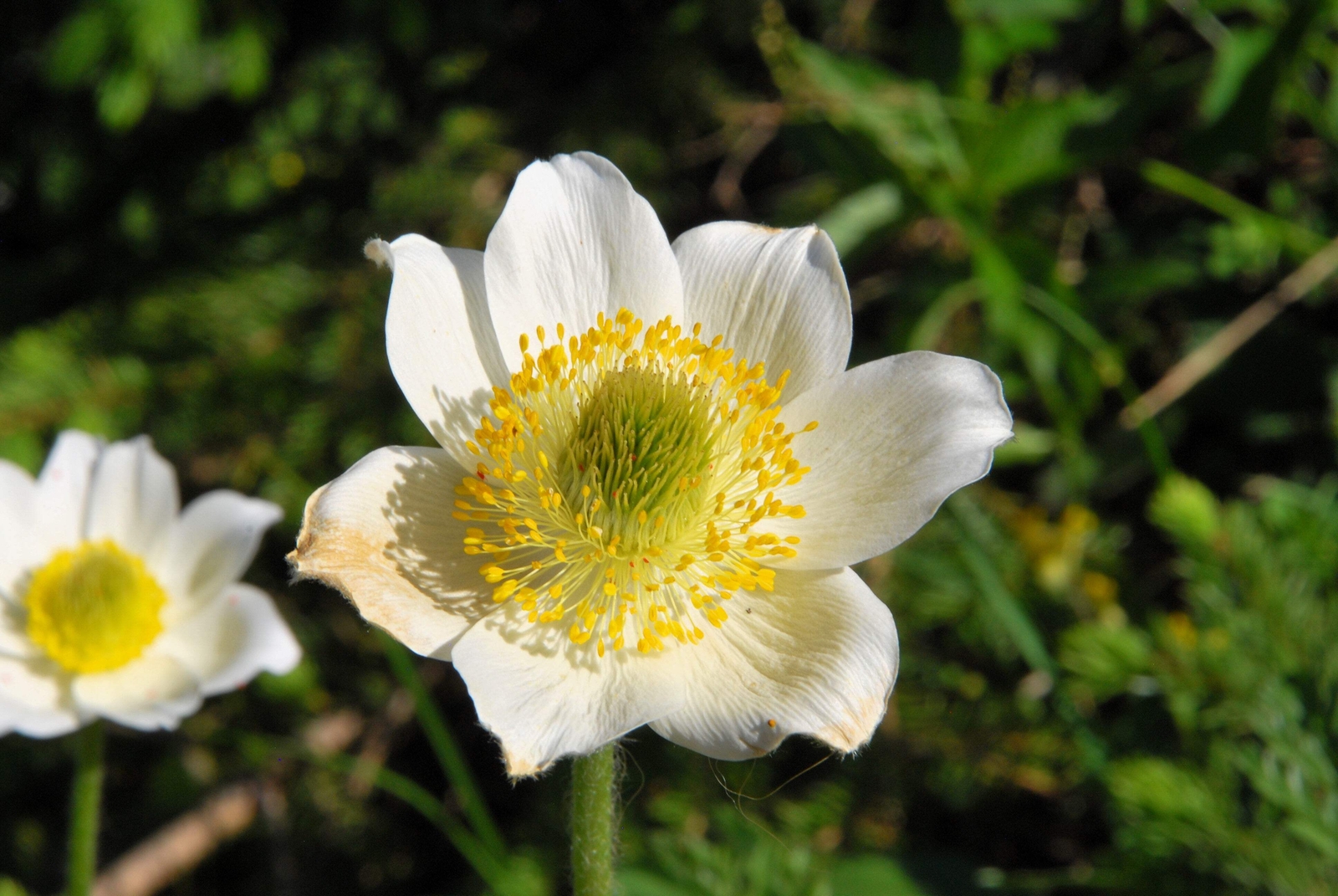 25 WHITE ANEMONE Pulsatilla Vulgaris Purple PASQUE FLOWER Seeds *Flat S/H