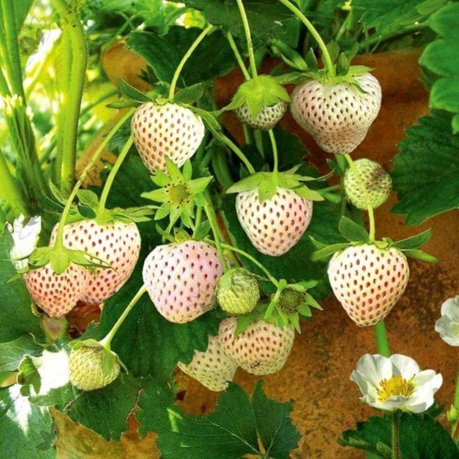 Perennial White Strawberry Seeds – 200 Non-GMO, Thrives in Varied Climates