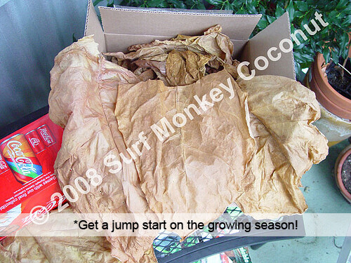 Heirloom Tobacco Seeds 100+ Seed Pack Best Germination Easy Grow: U.S.A. Grown