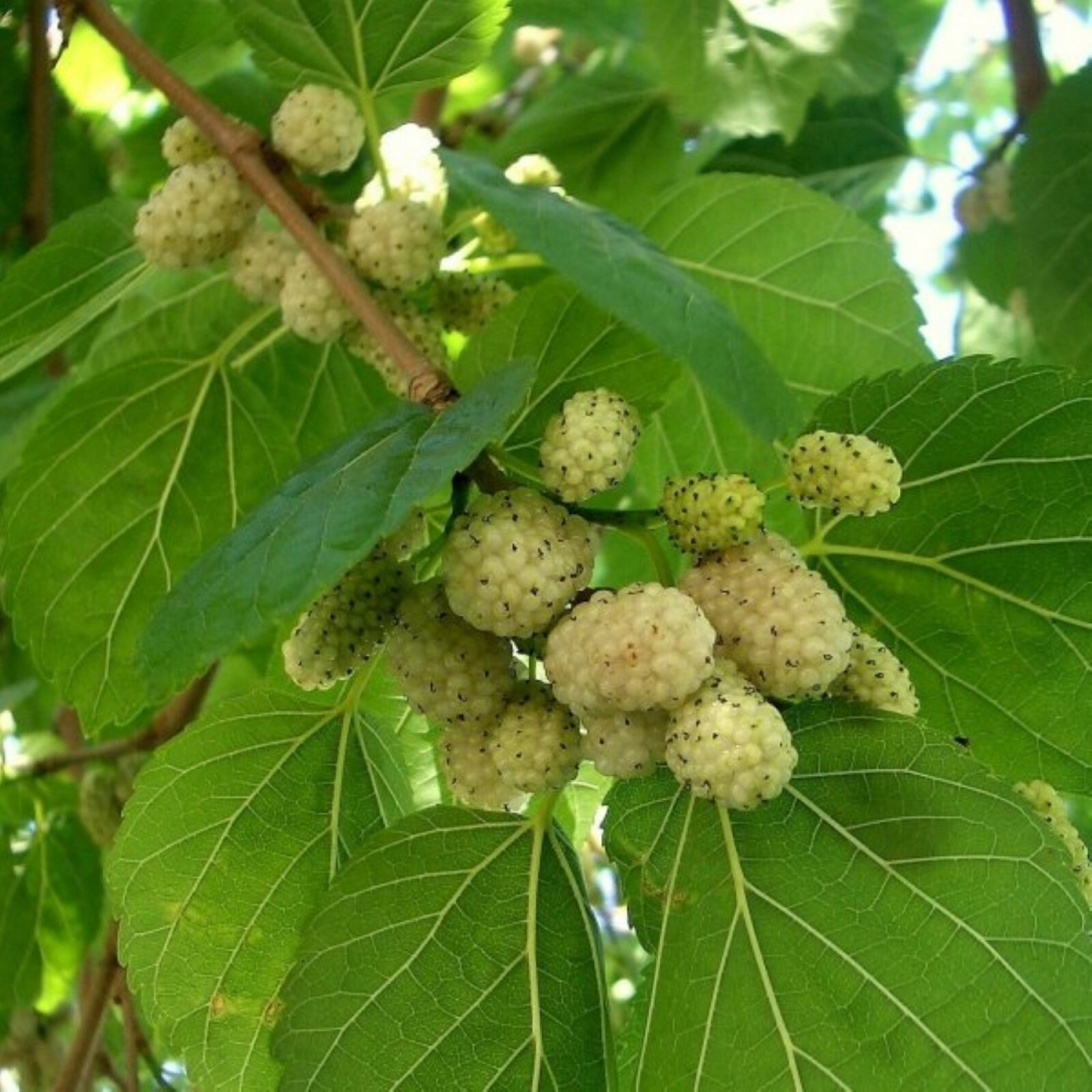 1-2 year old White Mulberry (Morus alba) plant, Russian, 12-18″ tall