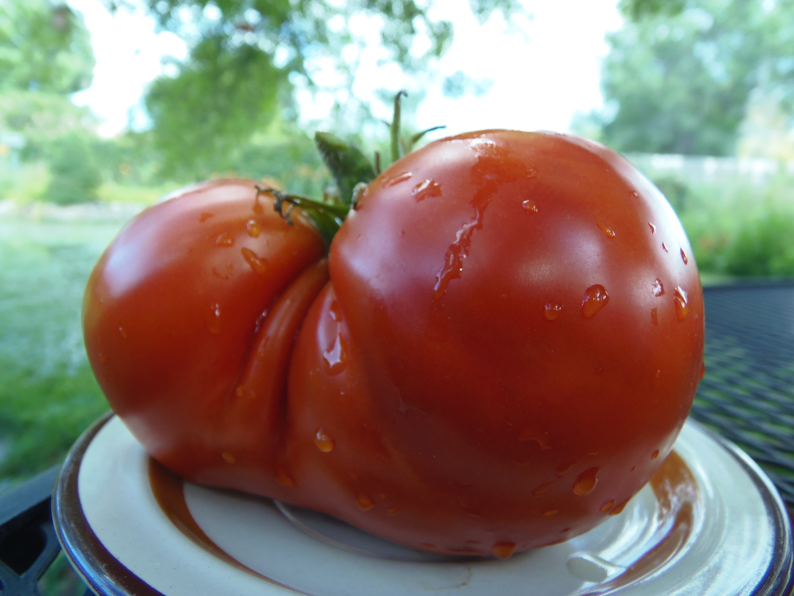 Sleeping Giant, a deep red heart-shaped tomato – J&L Gardens bred