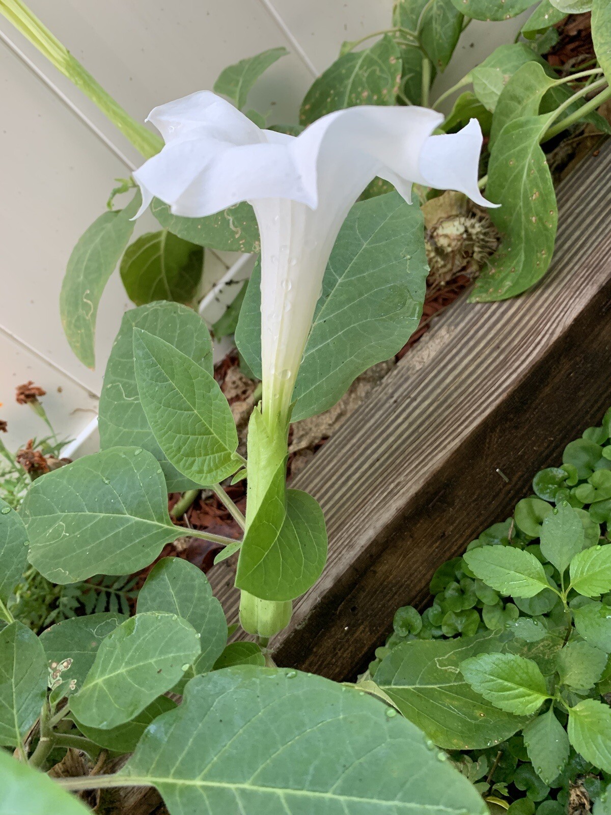(200 SEEDS) White Moon Flower Angel’s Trumpet Day&Night Bloom Datura. 2023 Seeds