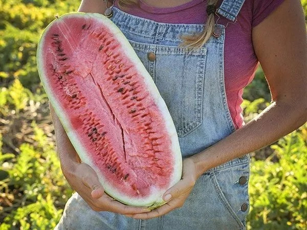 50+ CHARLESTON GREY WATERMELON SEEDS – Heirloom – Organic – NON GMO —— GIANT