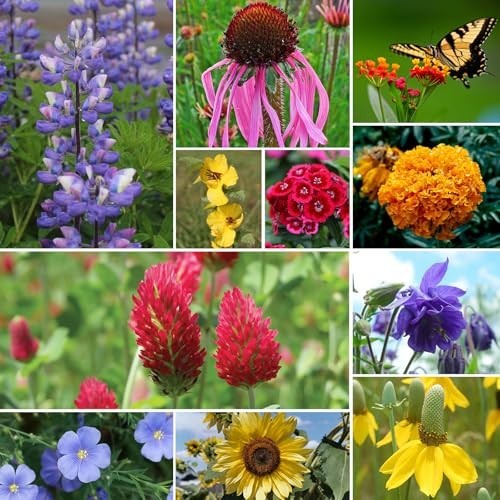 All Perennial Wildflower Seeds Bulk, 1/4 Lb, 100,000+ Seeds, 26 Variety Mix