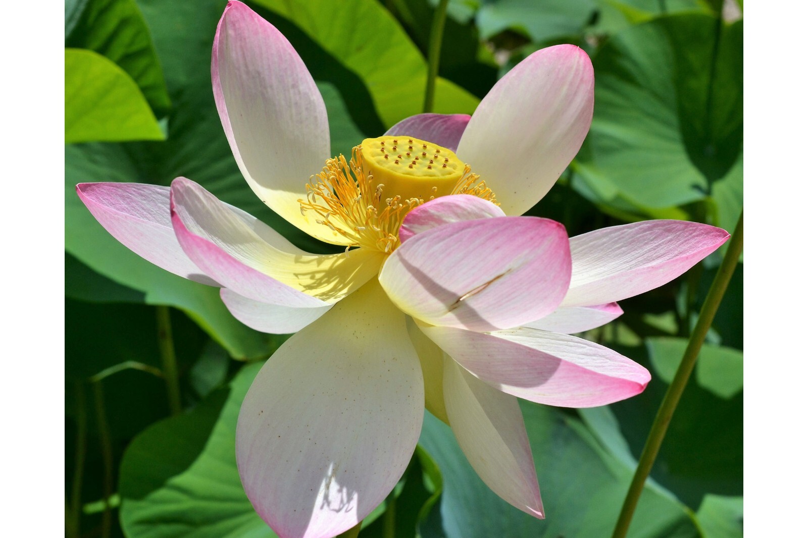 Heirloom Seeds -Wild Indian Lotus -5 Seeds -See Listing – Nelumbo
