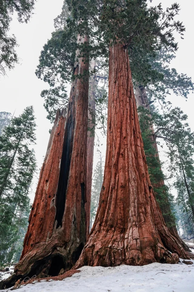 Giant Sequoia Seeds (Sequoiadendron giganteum) – 50 Seeds – 2025 Harvest
