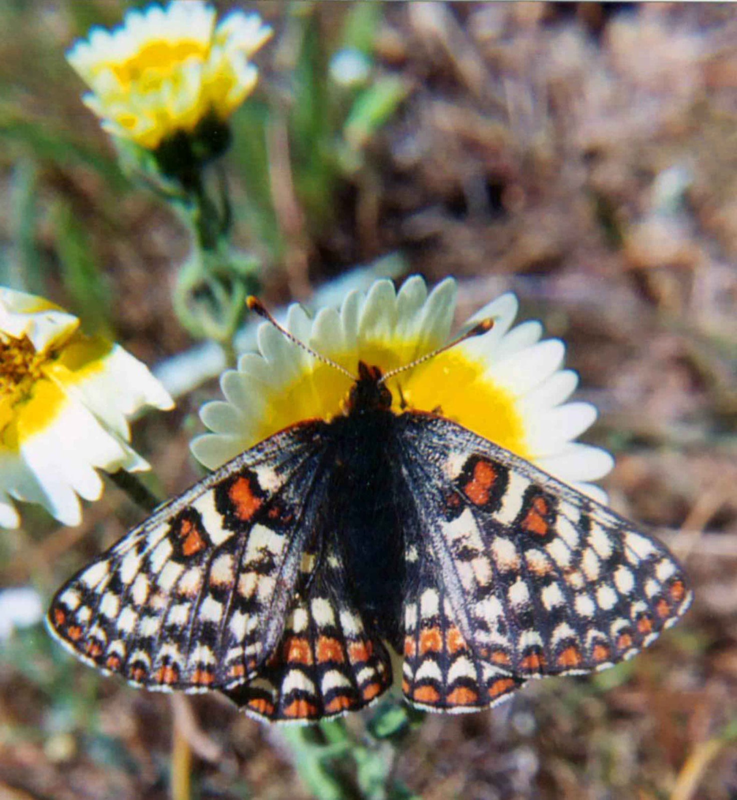 Butterfly Garden Seed Mix – Native California Wildflowers