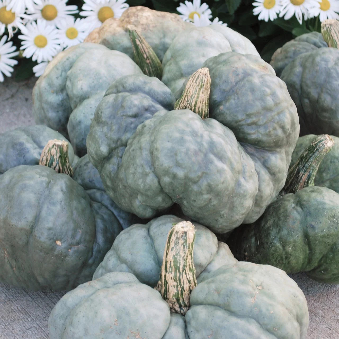 Triamble Blue Pumpkin Seeds | Shamrock TriStar Gray Jarrahdale Squash Seed 2024