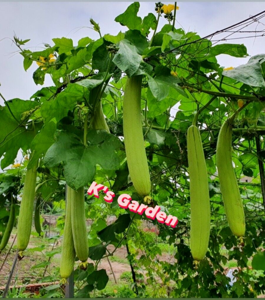 10 PCS – ASIAN EDIBLE LUFFA, SMOOTH SPONGE GOURD SEEDS, HẠT MƯỚP HƯƠNG