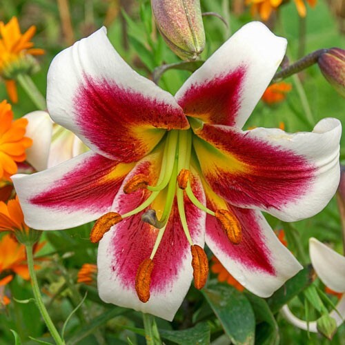 1 – Giant Hybrid Lily LESLIE WOODRIFF Flower Bulb – Abundance of Blooms