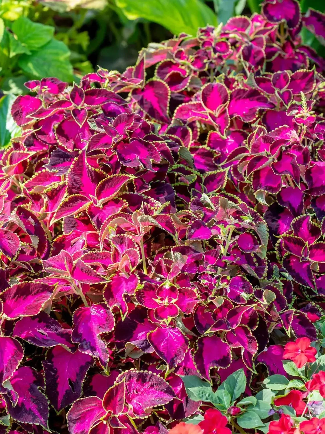 20Pcs Coleus seeds, Chocolate Covered Cherry Non-fading bold pattern sun & Shade