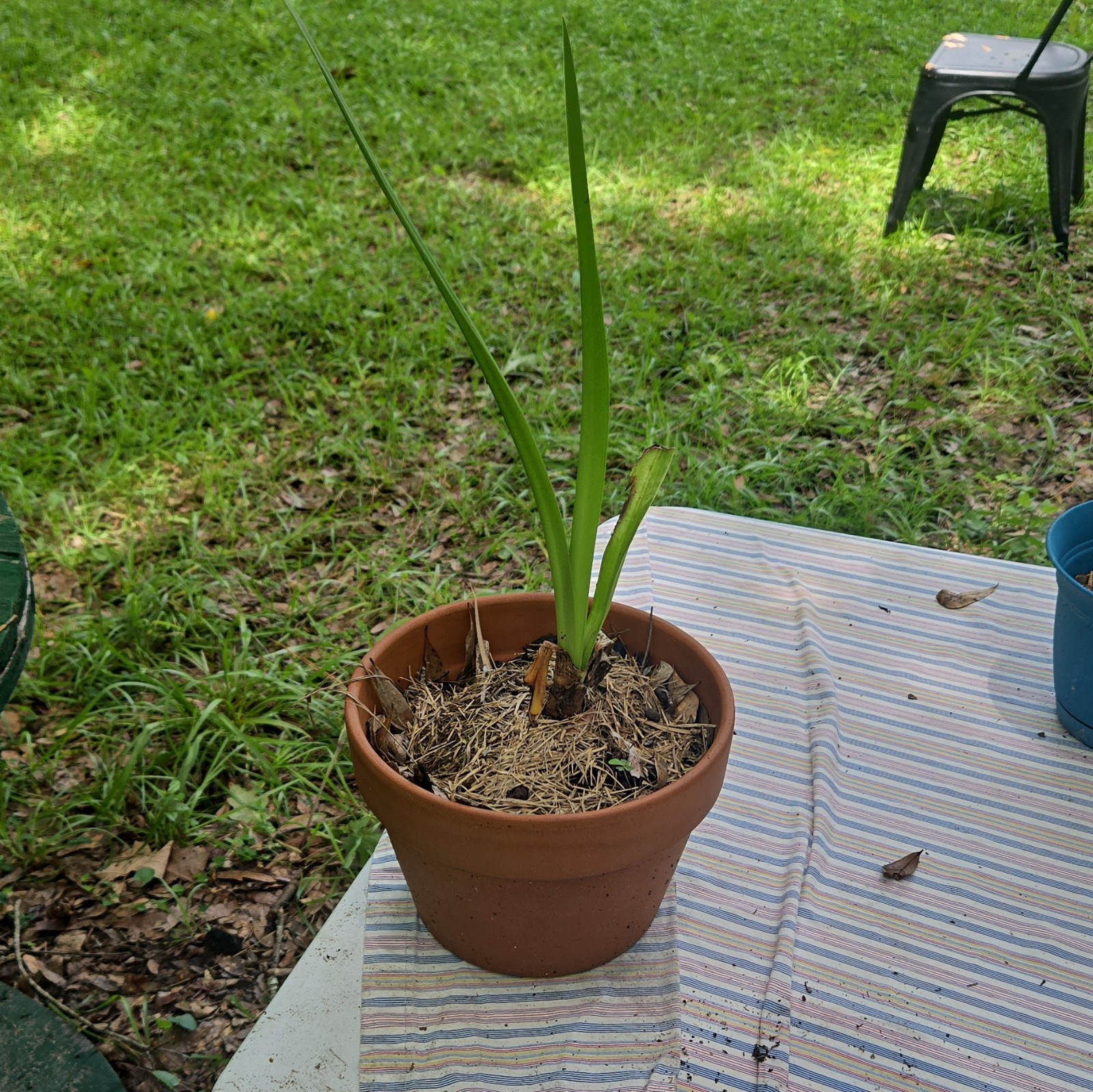 amarylis bulbs only – beautiful flower( pot and compost not included )