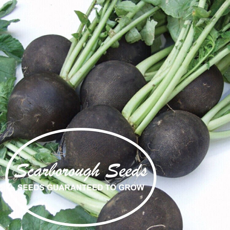 SCARBOROUGH SEEDS BLACK SPANISH RADISH 100 SEEDS-ORGANIC-HEIRLOOM- NON-GMO