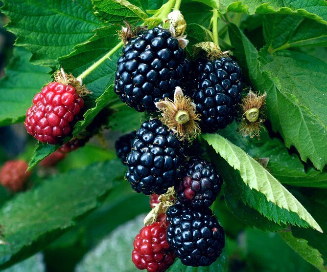 20 BLACKBERRY BUSH SEEDS (Rubus allegheniensis) Garden Fruit Plant Hardy-Zone 3
