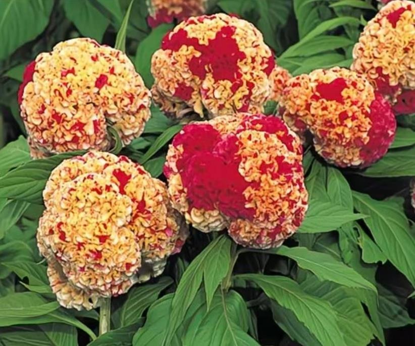 63+ CELOSIA Cristata SEED