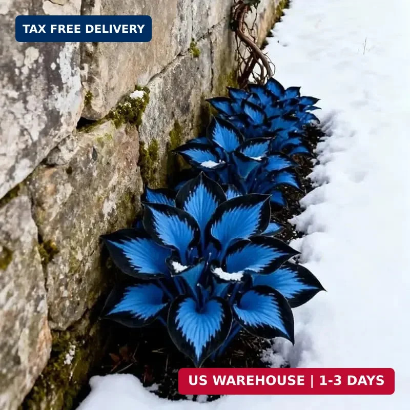 210+ Rare Hosta Seeds Perennial Flower Seeds for Shade Gardens Long Blooming