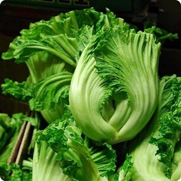 1000+ Kekkyu Takana, Oriental Mustard, Gai Choy, Brassica Juncea, Cải dưa chua