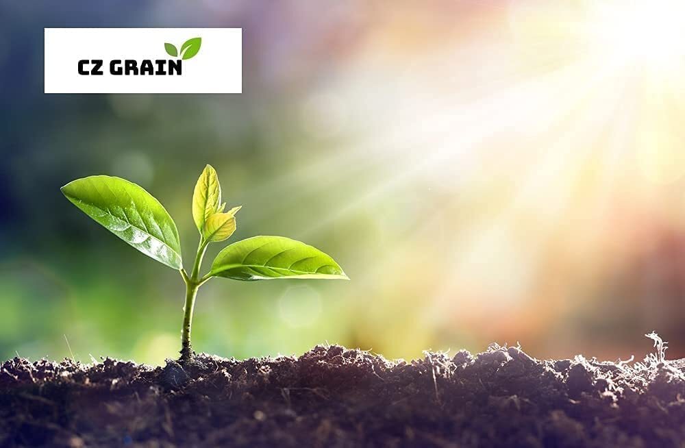 Totoposte Bush Seeds to Plant (10 Seeds) – Caesalpinia Velutina