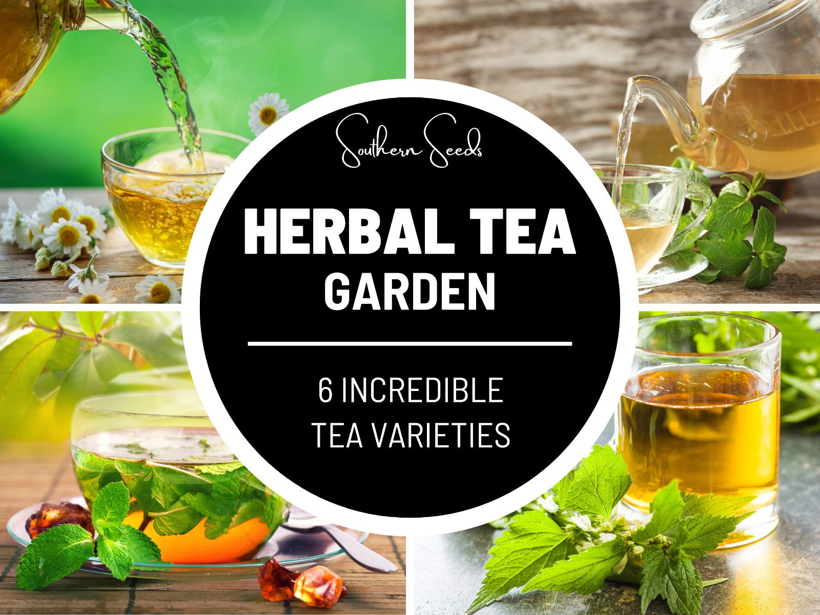 Herbal Tea Seed Collection – 6 Essential Herbs – Non-GMO