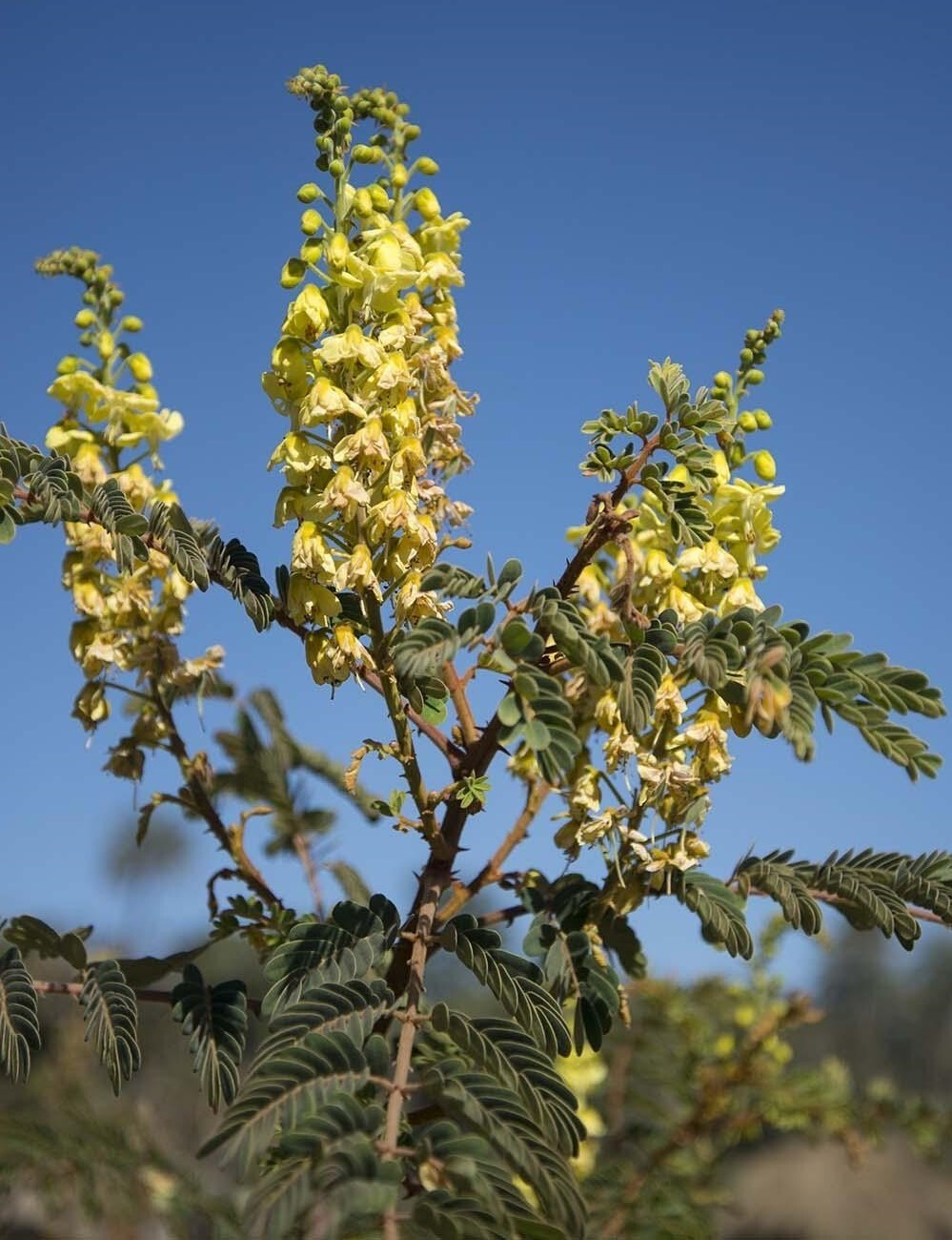 Caesalpinia Decapetala 10 Seeds, Biancaea Shrub Mysore Thorn Cat’s Claw