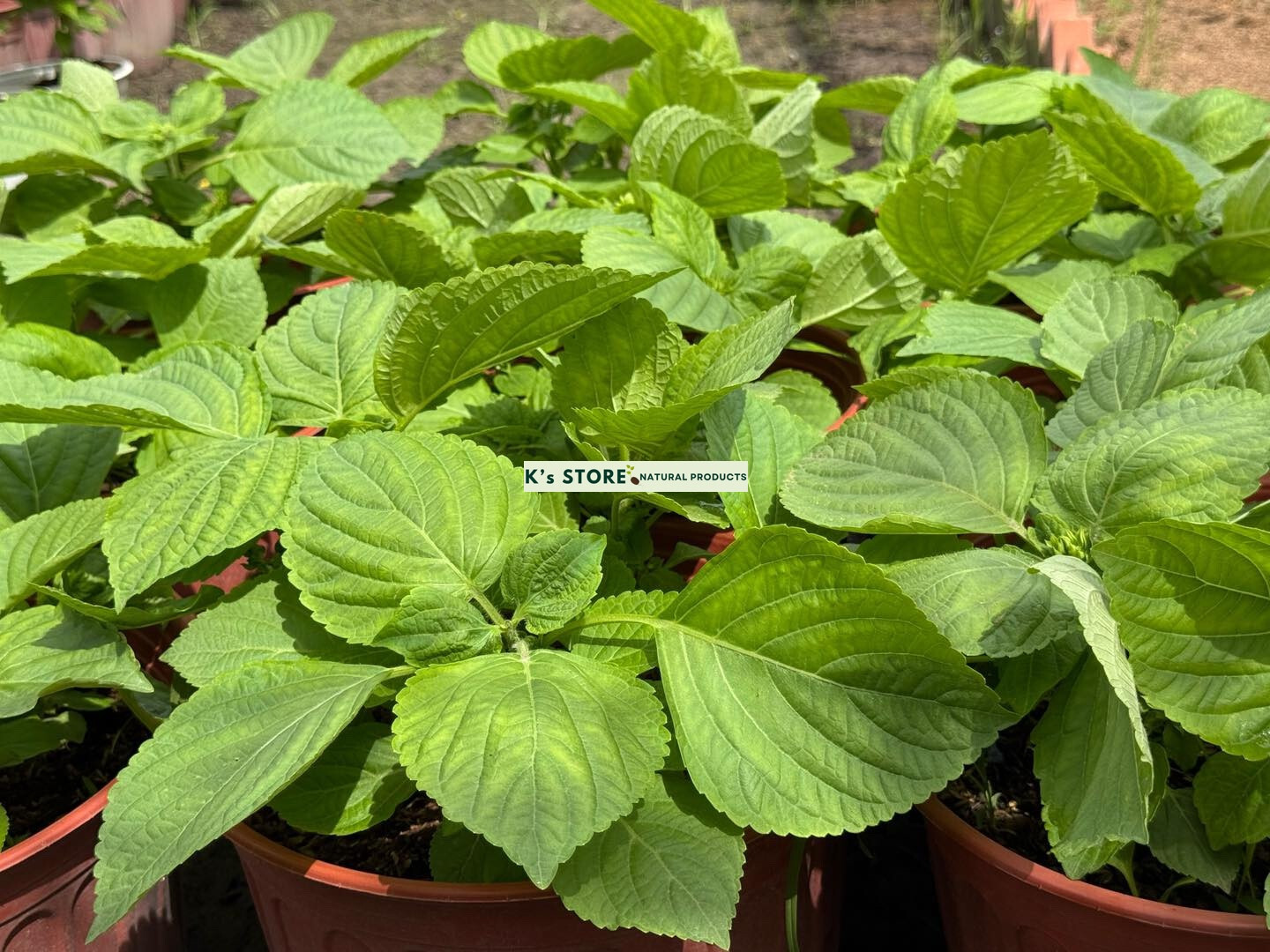 KOREAN SHISO HERD SEEDS (PERILLA), RAU MÈ HÀN QUỐC, 들깨 깻잎, 朝鮮紫蘇 シソ K’s