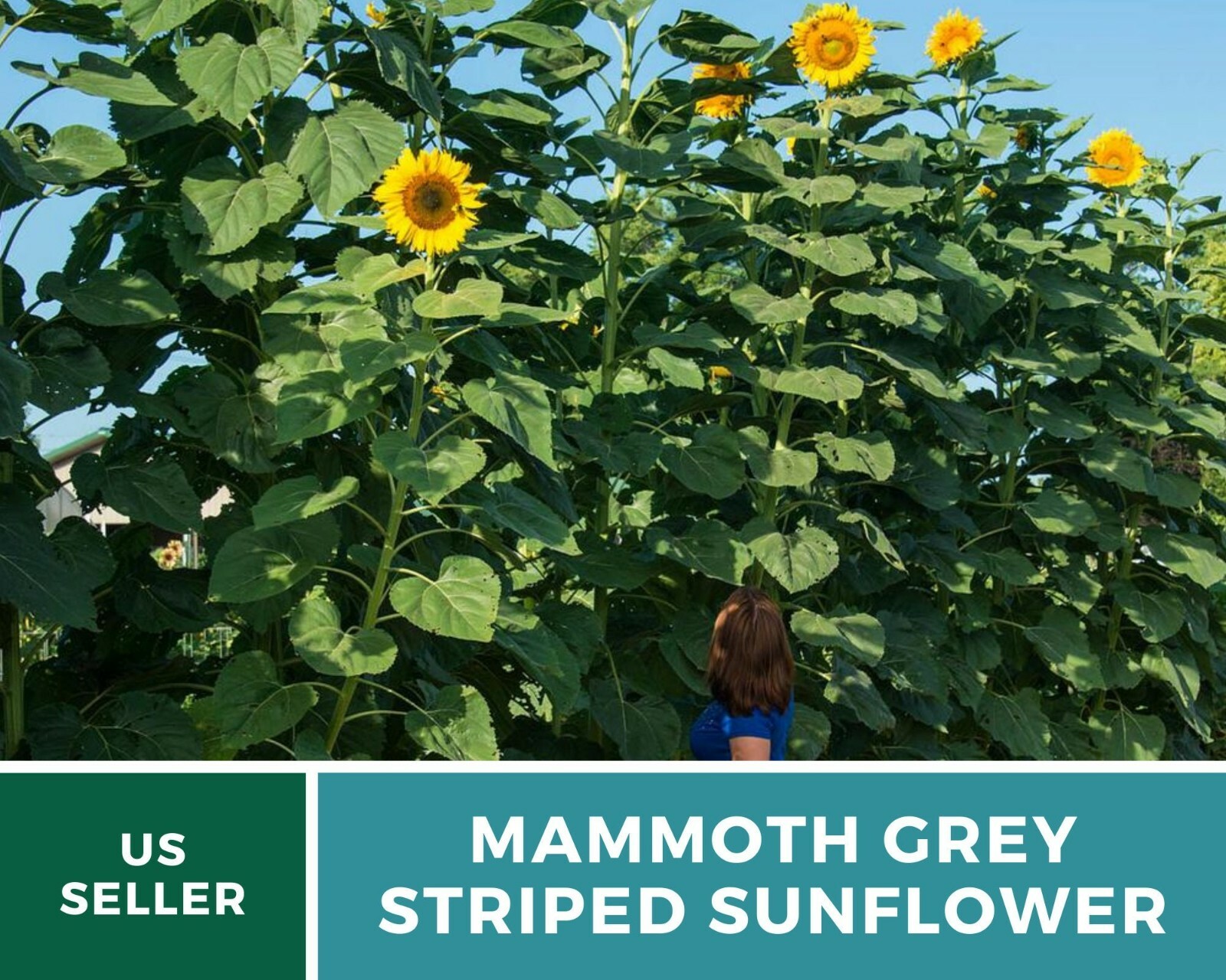 Sunflower, Mammoth Grey Stripe – Heirloom Seeds – Medicinal & Culinary – GMO Fr