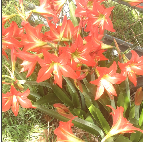 Amaryllis 25 +Seeds